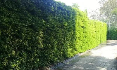 green-wall-sartika-webp.webp green-wall-sartika-webp.webp